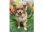 Adopt Alf a Pomeranian / Mixed Breed (Medium) / Mixed dog in Lagrange