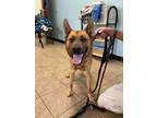 Adopt Mocha a German Shepherd Dog / Australian Shepherd / Mixed dog in Marion