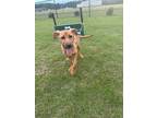 Adopt Asmodeus a Brown/Chocolate - with Black Mixed Breed (Medium) / Mixed dog