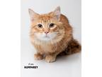 Adopt Humphrey a Domestic Longhair / Mixed (short coat) cat in Boone