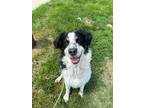 Adopt Maverick a Bernese Mountain Dog / Mixed dog in Defiance, OH (41505480)