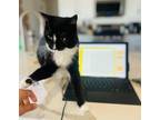 Adopt Bokka a Black & White or Tuxedo Domestic Shorthair / Mixed (short coat)