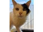 Adopt Dude a Domestic Mediumhair / Mixed (short coat) cat in Corpus Christi