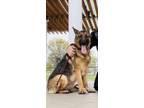 Adopt Valentine a Brown/Chocolate - with Black German Shepherd Dog / Mixed dog