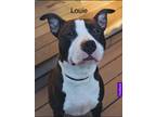 Adopt Louie a Black - with White Staffordshire Bull Terrier / Mixed dog in
