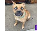 Adopt Willow a Brown/Chocolate - with Black Boxer / Black Mouth Cur / Mixed dog