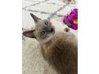 Adopt Walter a Gray or Blue Siamese (short coat) cat in Colmar, PA (41481090)