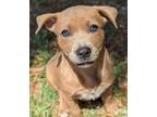 Adopt Bubbles a Rhodesian Ridgeback / Australian Cattle Dog / Mixed dog in