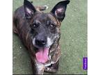 Adopt Summer a Brindle Dutch Shepherd / Mixed dog in Staten Island