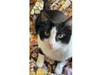 Adopt Kay a Black & White or Tuxedo Domestic Mediumhair / Mixed (medium coat)