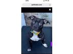 Adopt Thunder a Black - with White Staffordshire Bull Terrier / Mixed dog in