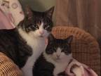 Adopt Birdie a Tiger Striped Domestic Mediumhair / Mixed (medium coat) cat in