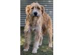 Adopt Metisse a Wheaten Terrier / Labrador Retriever / Mixed dog in San Diego
