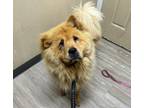 Adopt Oakley a Chow Chow / Mixed dog in Oceanside, CA (41501903)