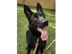 Adopt Thor a German Shepherd Dog / Mixed dog in Escondido, CA (41496891)