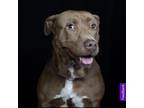 Adopt Freeda a Brown/Chocolate - with White Pit Bull Terrier / Mixed dog in