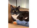Adopt Moss a Domestic Shorthair / Mixed cat in Abbotsford, BC (41493576)