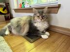 Adopt Leila a Tortoiseshell Ragdoll / Mixed (long coat) cat in Everett