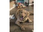 Adopt River a Tan/Yellow/Fawn Chesapeake Bay Retriever / Mixed dog in Sioux