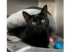 Adopt Lenah a Domestic Shorthair / Mixed (short coat) cat in Logan