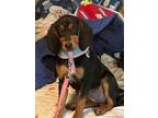Adopt Rachel a Black - with White Black and Tan Coonhound / Redbone Coonhound /