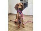 Adopt Ruby a Red/Golden/Orange/Chestnut Redbone Coonhound / Mixed dog in Tulsa