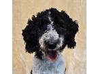 Adopt Tempe a White - with Black Sheepadoodle / Labradoodle / Mixed dog in New