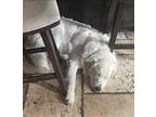 Adopt Stella a White Golden Retriever / Great Pyrenees / Mixed dog in Antelope