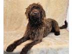 Adopt Boise - foster needed a Brown/Chocolate Labradoodle / Mixed dog in New