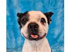 Adopt Jura a White - with Black Boston Terrier / Mixed dog in New York