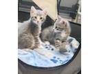 Adopt Razzle and Dazzle a Gray, Blue or Silver Tabby Tabby (short coat) cat in