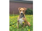 Adopt Monique a Terrier (Unknown Type, Medium) / Mountain Cur / Mixed dog in