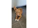 Adopt Slinky a Red/Golden/Orange/Chestnut - with White Corgi / Mixed Breed