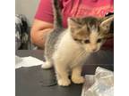 Adopt Moon a Gray, Blue or Silver Tabby American Shorthair / Mixed (short coat)