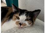 Adopt Crush a American Shorthair / Mixed (short coat) cat in Burnsville