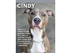 Adopt Cindy a Brown/Chocolate - with Tan Pit Bull Terrier / Mixed dog in Staten