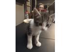 Adopt Sideways a Gray, Blue or Silver Tabby American Shorthair / Mixed (short