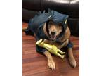 Adopt Abbey a Brown/Chocolate Collie / Labrador Retriever / Mixed dog in Ocala