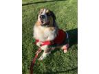Adopt Flounder a Merle Australian Shepherd / Mixed dog in Loma Linda