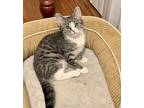Adopt Magnolia a Tan or Fawn Tabby Domestic Shorthair (short coat) cat in