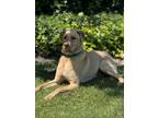 Adopt Brut a Red/Golden/Orange/Chestnut Golden Retriever / Mixed dog in Los