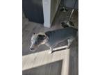 Adopt Parker a White - with Brown or Chocolate Catahoula Leopard Dog / Mixed dog