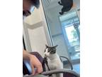 Adopt Leo a Spotted Tabby/Leopard Spotted Domestic Shorthair / Mixed (short