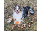 Adopt Smoke a Merle Australian Shepherd / Mixed dog in Tulsa, OK (40605614)