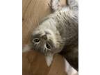 Adopt Jackson a Gray, Blue or Silver Tabby Domestic Mediumhair / Mixed (medium