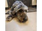 Adopt Mogi a Black - with Tan, Yellow or Fawn Poodle (Standard) / Great Pyrenees
