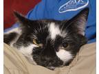 Adopt Dodge (bonded) a Black & White or Tuxedo Domestic Shorthair / Mixed (short