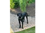 Adopt Ed Sheeran a Great Dane / Labrador Retriever / Mixed dog in Bullard