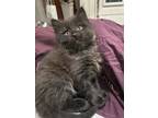 Adopt Benedict (Benny) a All Black American Shorthair / Mixed (short coat) cat