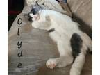 Adopt Clyde (bonded) a Gray or Blue (Mostly) Domestic Mediumhair / Mixed (medium